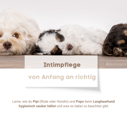 Intimpflege bei Langhaarhunden Mini-Online-Kurs