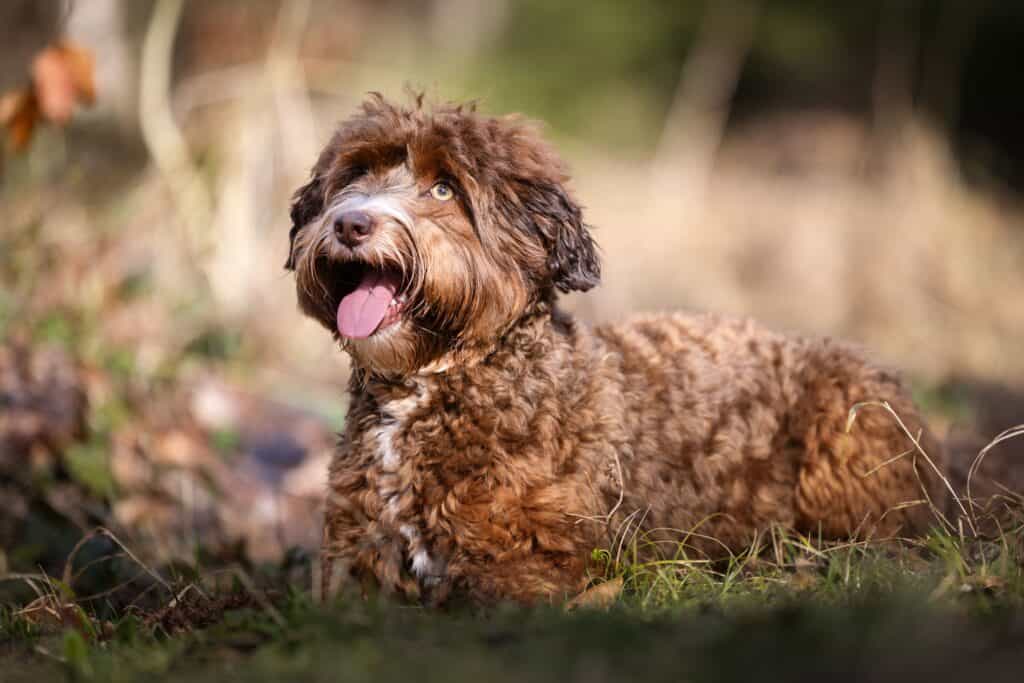 Hunderasse Labradoodle im natürlichen Umfeld, draußen in der Natur, lächelnd und entspannt, wetterfestes Fell, Spiel- und Begleithund, Baden-Württemberg, entdeckungsfreudig, Familie, freundlich, Aktiv, Hundeliebe, Outdoor-Aktivitäten.