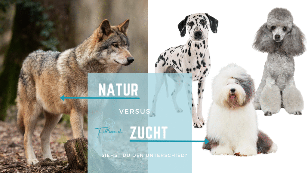 Gegenüberstellung von Wolf (Natur) und verschiedenen Hunderassen wie Dalmatiner, Bobtail und Pudel (Zucht) mit dem Text: „Natur versus Zucht – Siehst du den Unterschied?“
