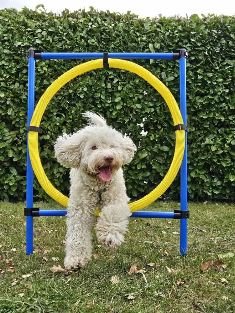 Hund trainiert agility, springt durch Reifen, Outdoor-Hundespiel, Hundesport, Hundetraining, Garten, Spaß für Hunde, Felltraum.