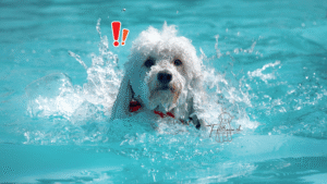 Multipoo-Hund beim Baden im Wasser - Fremdbetreuung Fellpflege Risiko