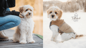 Doodle im Sommer- und Wintervergleich – links ungeschoren bei mildem Wetter, rechts mit Wintermantel im Schnee. Zeigt, wie Schurlänge unabhängig von Jahreszeit gewählt wird.