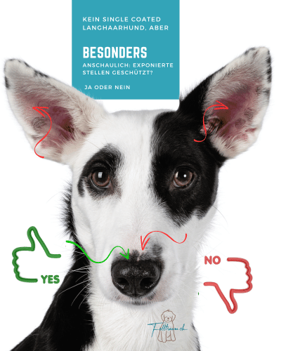 Gescheckter Hund mit dunkler und heller Haut – besonders exponierte Stellen wie Nasenrücken, Ohren und Augenbereich brauchen Sonnenschutz
