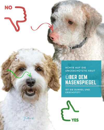 Vergleich zweier Doodles: einer mit gut pigmentierter Haut über dem Nasenspiegel, einer mit rosa, ungeschützter Haut – Risiko für Sonnenbrand