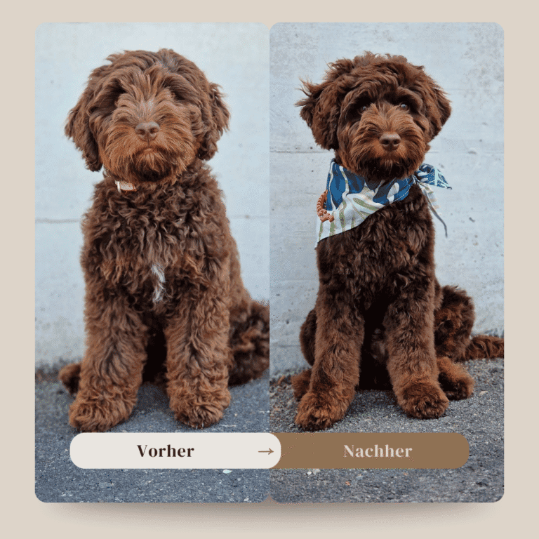 Hundefrisur Vorher Nachher, Lockiges braunes Labradoodle Hundebild, Fellpflege und Hundeerziehung, Felltraum Schweiz.