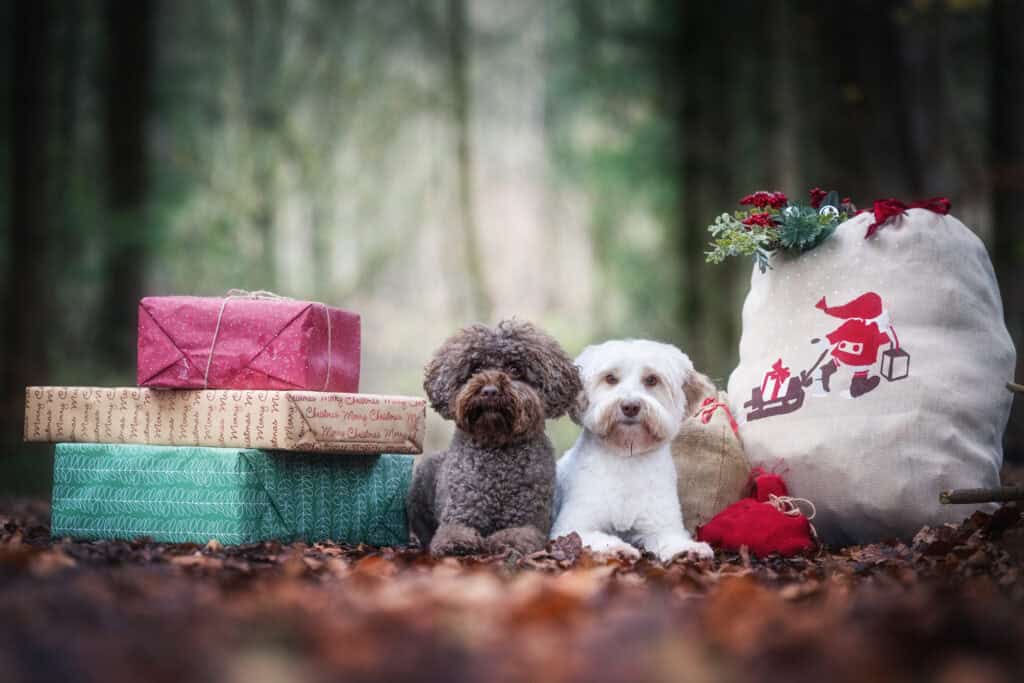 Zwei Australian Labradoodles umgeben von Weihnachtsgeschenken