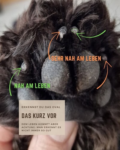Nahaufnahme einer Hundepfote mit dunklem Fell und Krallen. Beschriftung zeigt, wie man erkennt, wann man beim Schneiden kurz vor dem durchbluteten Bereich („Leben“ oder Quick) ist – mit Markierungen für „nah am Leben“ und „sehr nah am Leben“.