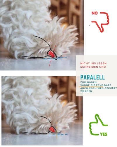 Krallen kürzen beim Hund