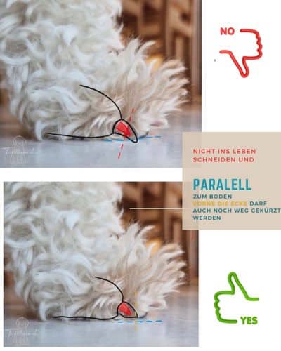 Ein Hundefuss mit hellen, leicht gewellten Haaren zeigt im oberen Bild zu lange Krallen und im unteren Bild die korrekte, parallel zum Boden geschnittene Länge. Beschriftung erklärt: nicht ins Leben schneiden, parallel zum Boden kürzen.