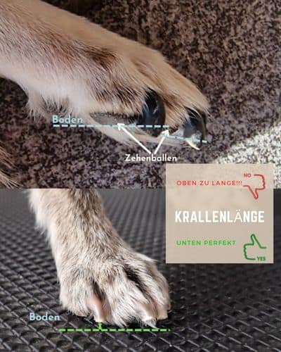 Vergleichsbild von zwei Hundepfoten: Oben mit zu langen Krallen, die den Boden berühren, unten mit korrekt gekürzten Krallen, die leicht über dem Boden stehen.