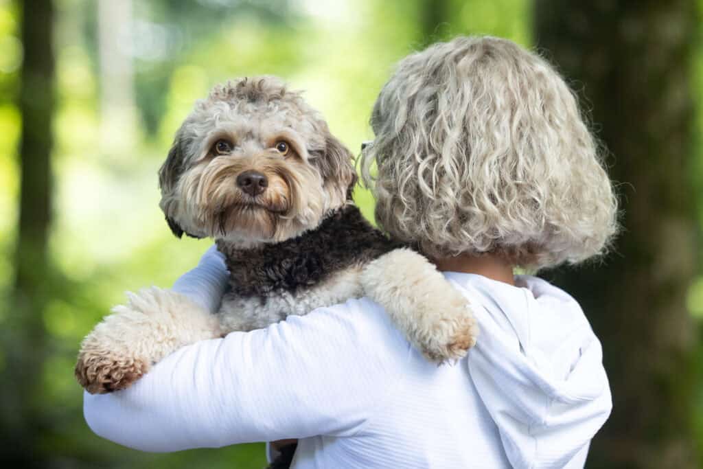 Australian Labradoodle im Arm seiner Besitzerin im Wald – enge Bindung und Vertrauen bei Lockenhund.