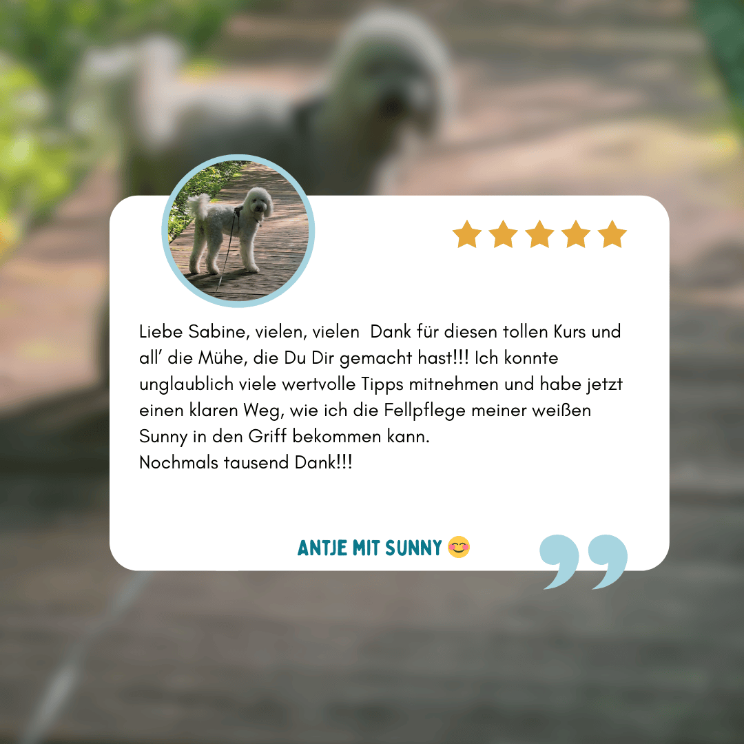 Kundenstimme zum Onlinekurs Tschüss Filz – Erfahrung mit extrem pflegeintensivem Labradoodle-Goldendoodle-Mischlingsfell