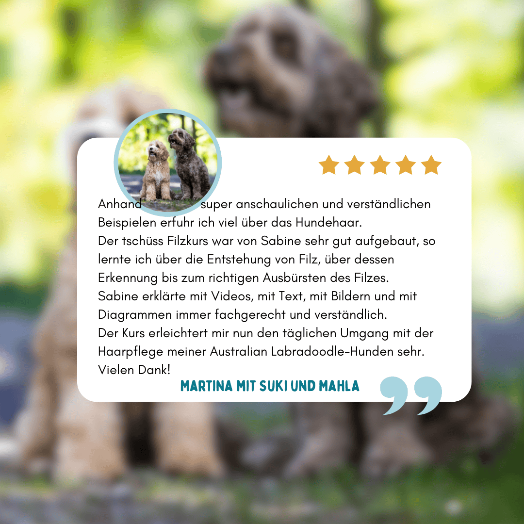 Kundenstimme zum Onlinekurs Tschüss Filz – Erfahrungsbericht zur Fellpflege und Filzvermeidung bei Australian Labradoodles