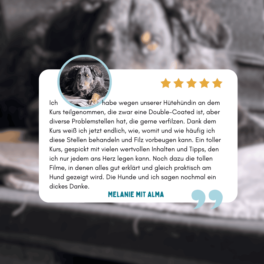 Kundenstimme zum Onlinekurs Tschüss Filz – Erfahrung zur Filzvorbeugung bei Hund mit Double Coat Fell