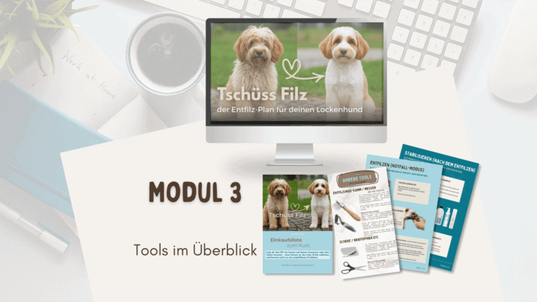 Überblick über Entfilz-Tools für Doodle und Lockenhund – Bürsten, Kämme, Scheren und Pflegeprodukte aus dem Kurs Tschüss Filz