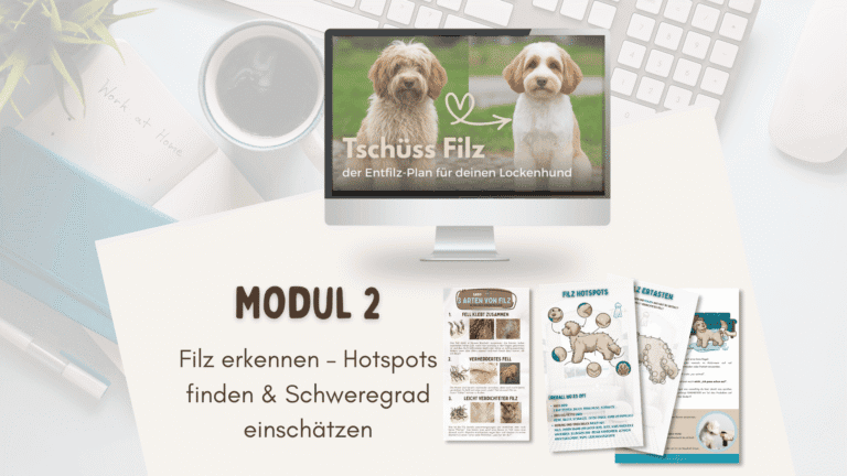 Filz erkennen bei Doodle oder Lockenhund – Hotspots finden und Schweregrad einschätzen mit dem Kurs Tschüss Filz