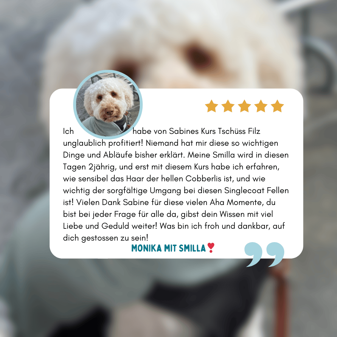Kundenstimme zum Onlinekurs Tschüss Filz von Felltraum – Erfahrungsbericht zur Fellpflege bei Singlecoat Doodle