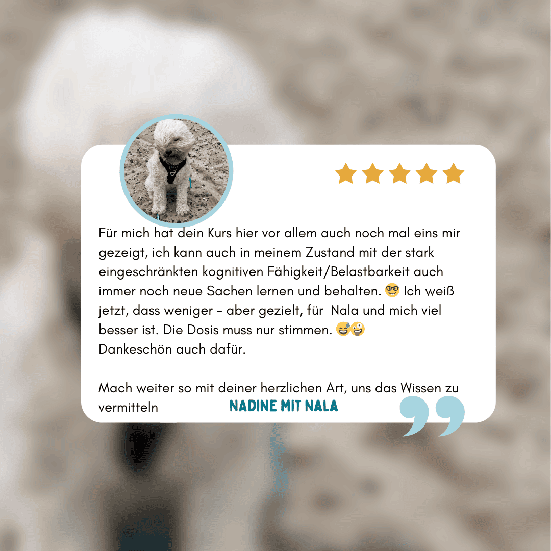 Kundenstimme zum Onlinekurs Tschüss Filz – Erfahrung zur einfachen und alltagstauglichen Fellpflege bei Doodle