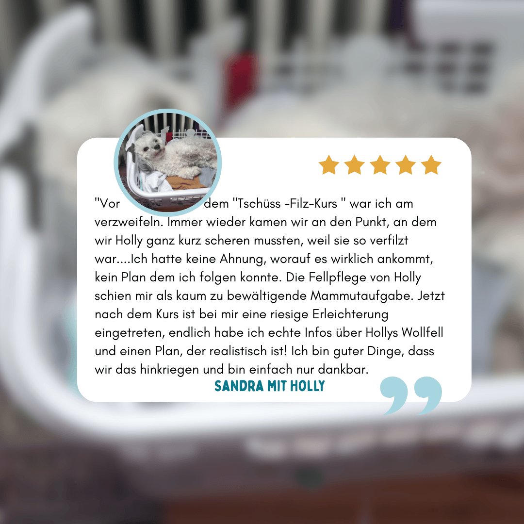 Kundenstimme zum Onlinekurs Tschüss Filz – Erfahrung bei stark lockigem Pudel-Mischlingsfell mit Verfilzungsproblemen
