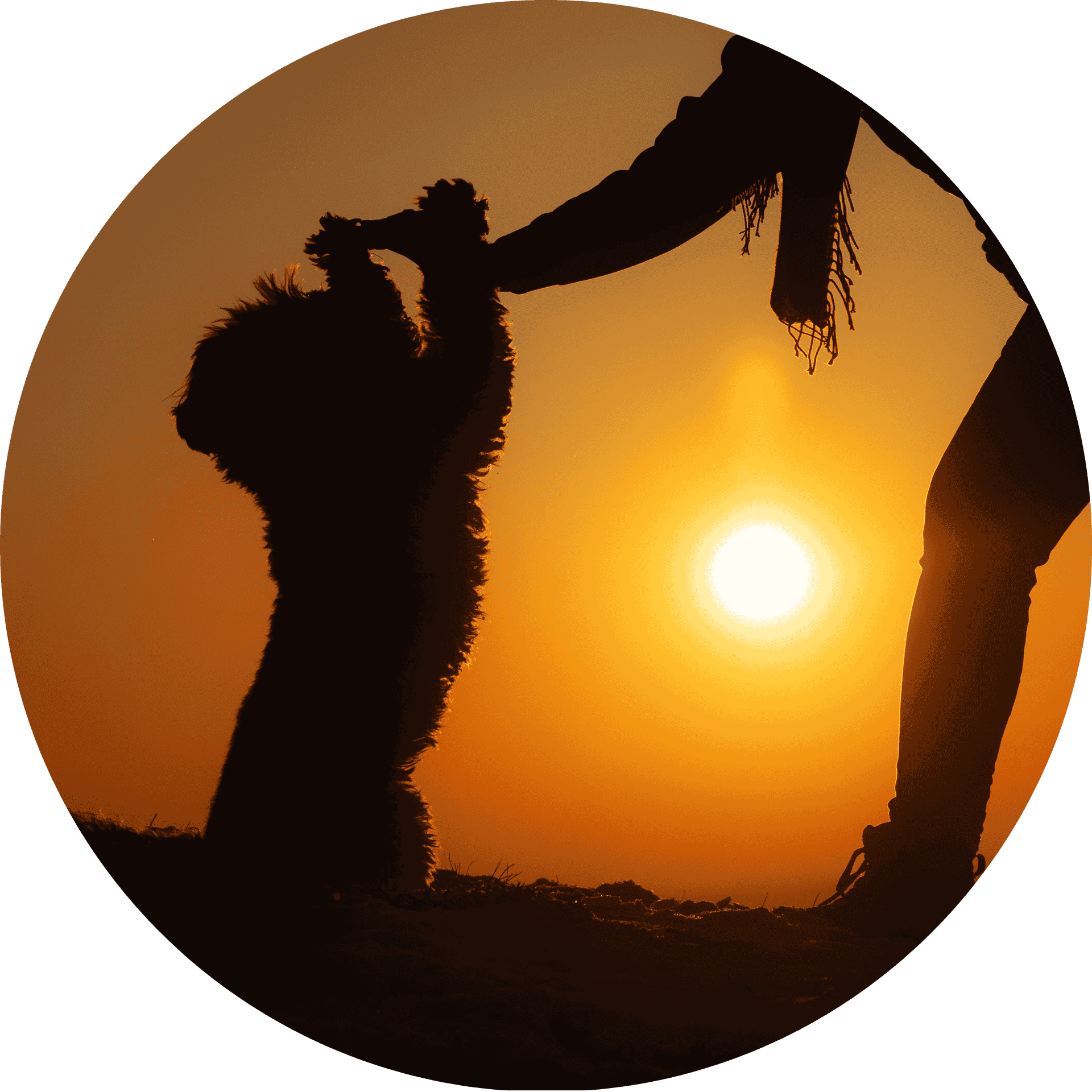 Hund gibt High Five bei Sonnenuntergang – Vertrauen und Kooperation zwischen Mensch und Lockenhund