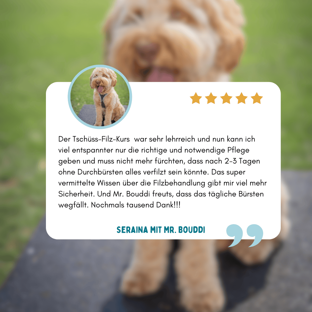Kundenstimme zum Onlinekurs Tschüss Filz – Erfahrung zur Fellpflege beim Australian Labradoodle