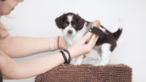 Welpe lernt das Bürsten von klein an – Hundefriseurin Sabine von Felltraum.ch zeigt hundefreundliche Fellpflege