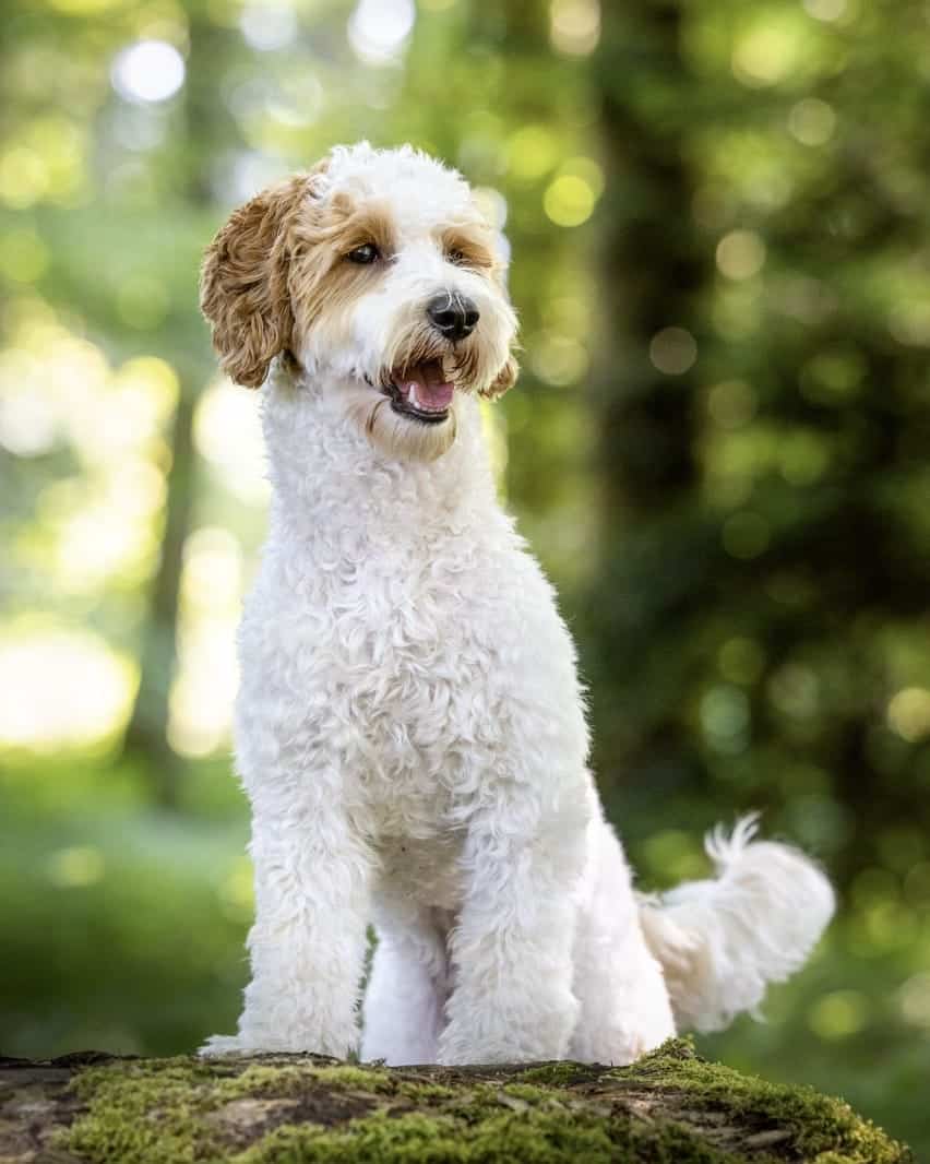 Aniko