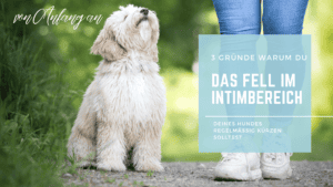 Hundedame im Grünen mit Halter, hundepsychologische Tipps, Hundetraining, Hundeschule, Hundeverhalten, Fellpflege, liebevolle Hundebegleitung, Hundetrainingstipps, artgerechte Haltung, Hundeblog.