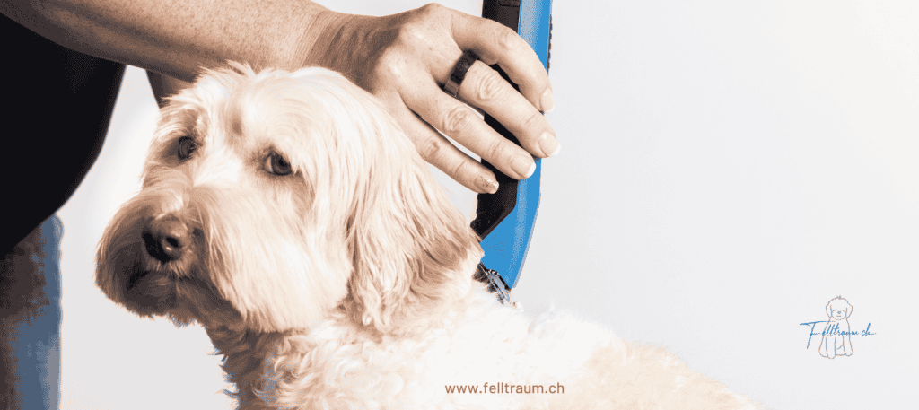 Hundefrisbee, Hund wird mit einem blauen Frisbee gespielt, Tierarztbesuch oder Hundetraining, Felltraum.ch, Tierisch aktive Freizeitgestaltung, HDL, Hundeliebhaber, Hundeerziehung, Tierpflege, Hundesport, Hundeverein.