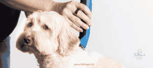 Hundefrisbee, Hund wird mit einem blauen Frisbee gespielt, Tierarztbesuch oder Hundetraining, Felltraum.ch, Tierisch aktive Freizeitgestaltung, HDL, Hundeliebhaber, Hundeerziehung, Tierpflege, Hundesport, Hundeverein.