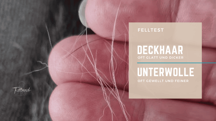 Felltraum, hochwertige Wollfasern, Deckhaar und Unterwolle, Nahaufnahme, natürliche Textur, Wolle, Fellpflege, Tierhaar, Mohair, feine Texturen, Fellqualität.