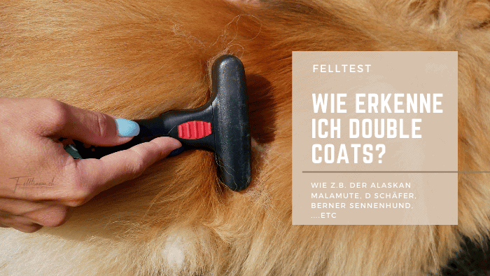 Hundevelzucht Felltraum, Hundekamm beim Double Coats Test, Erkennung verschiedener Felltypen bei Hunden, fachkundige Pflege und Fellanalyse für Hundehalter, professionelles Fellcheck für optimale Fellgesundheit.