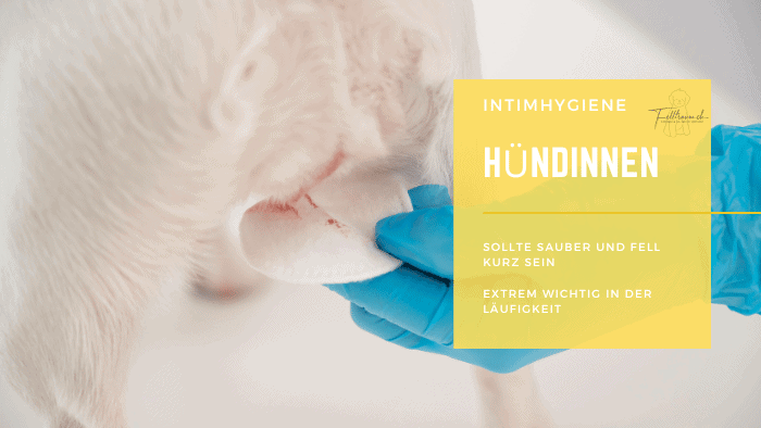 Hündinnen Intimhygiene Pflege, kurz und sauber, wichtig für lange Gesundheit, Tierärztliche Tipps für Hundepflege.