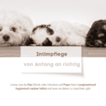 Schäfchenhunde beim Trocknen auf dem Boden, in Schwarz und Weiß.