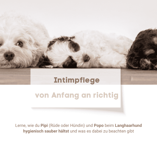 Schäfchenhunde beim Trocknen auf dem Boden, in Schwarz und Weiß.
