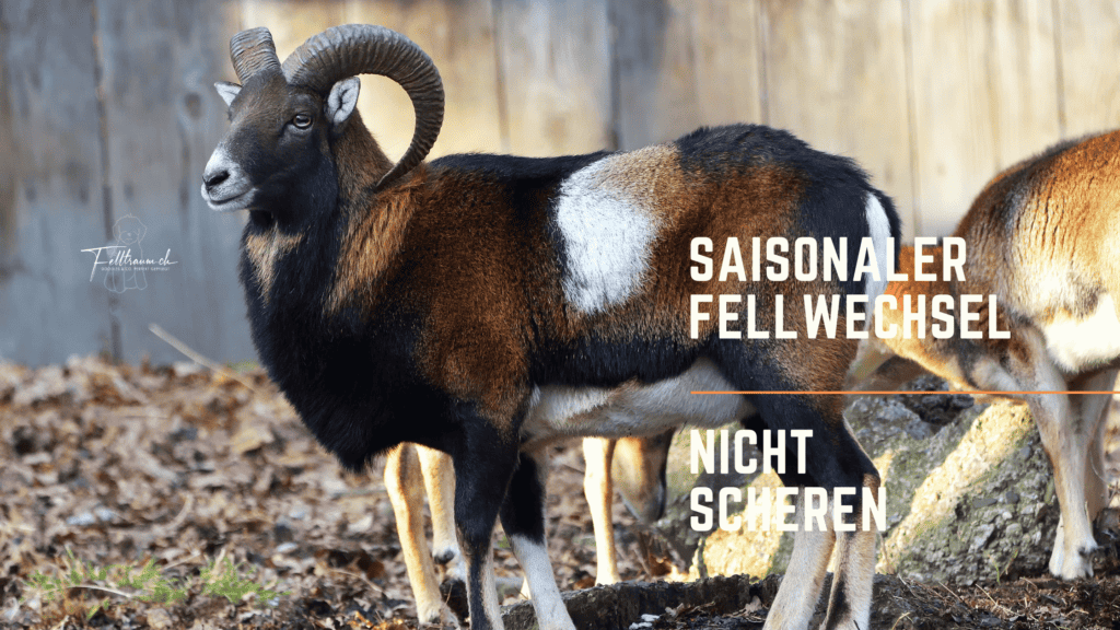 Schaf, saisonaler Fellwechsel, Tiere, Natur, Outdoor, Herbst, Felltraum.