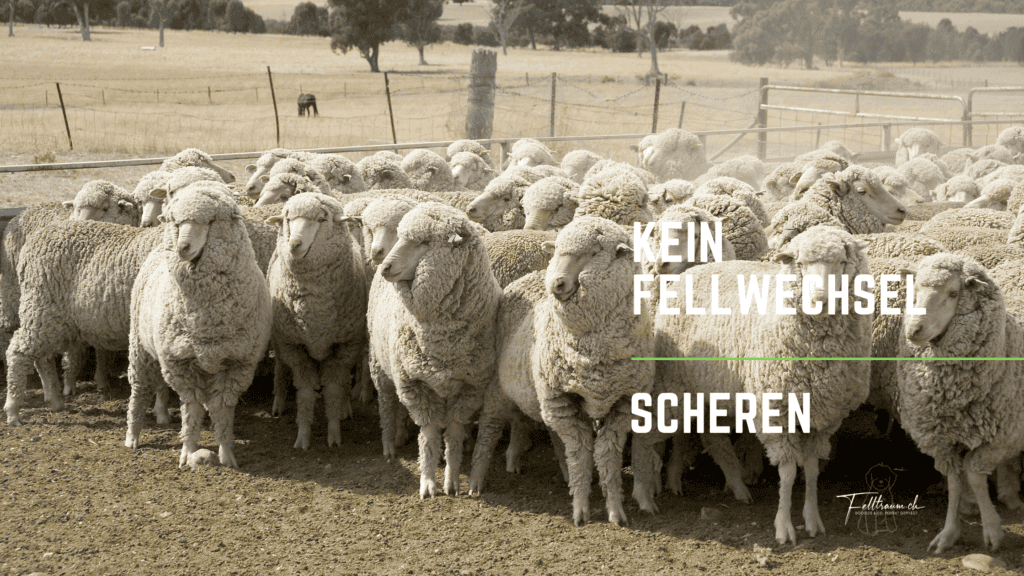 Schafe auf einer Weide, typische Herdentruppe, ländliche Tierhaltung, Wollschafe, Natur und Landwirtschaft, Felltraum-Schafe, Schweiz, nachhaltige Tierhaltung, ländliche Idylle.