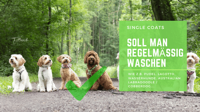 Hundespaziergang im Grünen, Fellpflege und Hundewäsche, Tipps zum regelmäßigen Waschen, australischer Labradoodle, Cobberdog, Welpen, Hundetraining, Natur, umweltfreundliche Hundepflege, Felltraum.