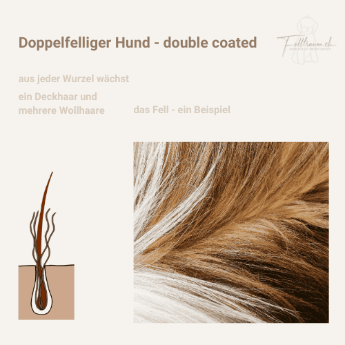 Sauberes Hundemotiv mit Doppelbeschichtung, Fell-Detail, Naturhaare, Fellpflege, auf Felltraum.ch.