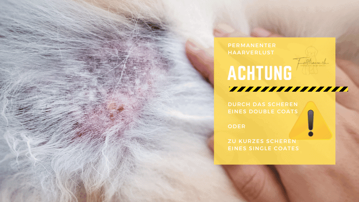 Felltraum, Hund mit Haarausfall durch Scherenschneiden, Pflegewarnung zum Schutz vor Haarverlust, Haustierpflege, Fellpflege, Tiergesundheit, Hundepflege, Fellkontrolle, Haustierschutz.