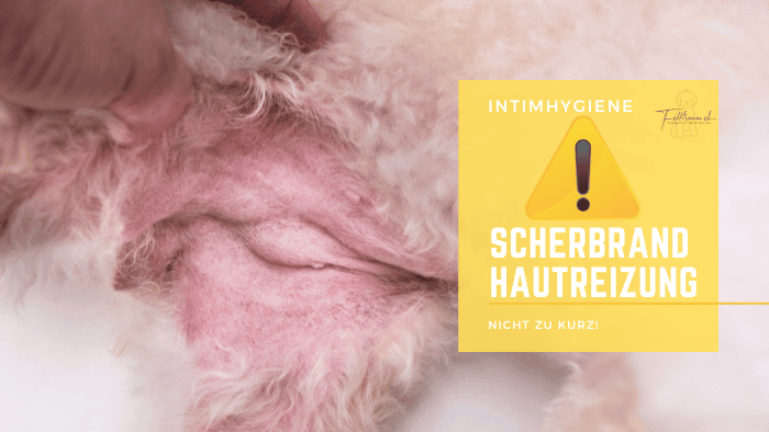 Schweinefell mit gereizter Haut, zeigt Hautreizungen durch Scheuerbrand, Hautverbrennung oder -ausschlag - wichtige Hygiene-Informationen für Tierhalter und Pfleger.