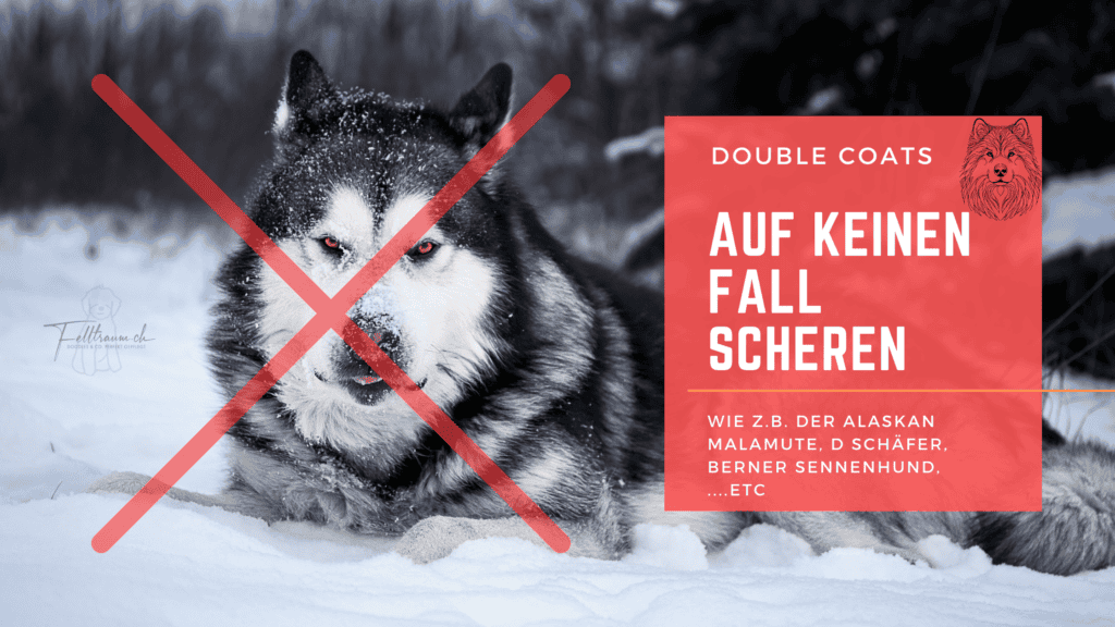 Schlittenhunde im Schnee mit Warnung vor Fallscheren bei Alaskan Malamutes, Schäfern und Berner Sennenhunden.