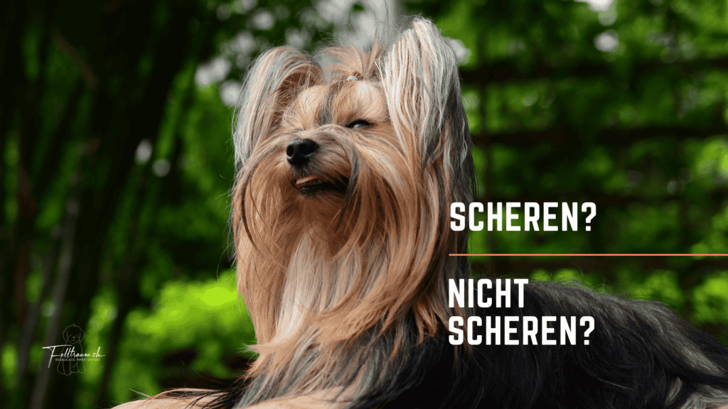 Hunde mit Langhaarn in grüner Natur, die das Thema Scheren und Nichtscheren für Fellpflege zeigen, ideal für Felltraum Pflege und Fellpflege Tipps.