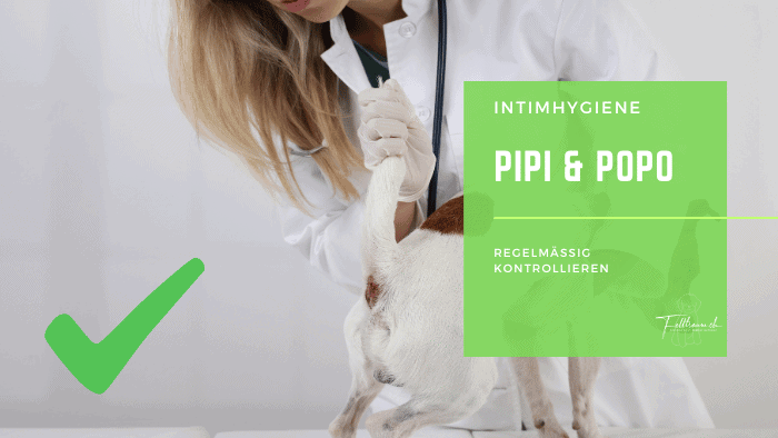 Stiefmutter in weißem Kittel, die einem Tierarzt bei der Untersuchung einer Katze hilft, mit Fokus auf Tiergesundheit und Hygiene.