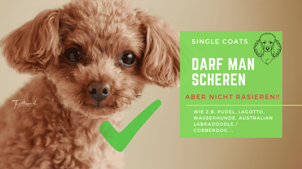Hundewelpe mit Locken, Gesundheitsschutz beim Bürsten statt Rasieren, Hundepflege für Bichons, Lagotto, Australian Labradoodle, Cobberdog, Felltraum.ch.