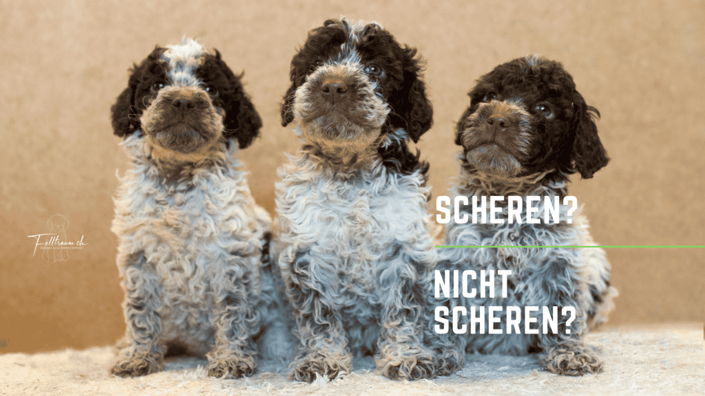 Auskünftige Welpen der Rasse Labradoodle, typische Korkenzieher-Wuschelhaare, lebendiger und verspielter Look, ideal für Familien, Haustierliebhaber, Tierzucht und Hundebesitzer in der Schweiz.
