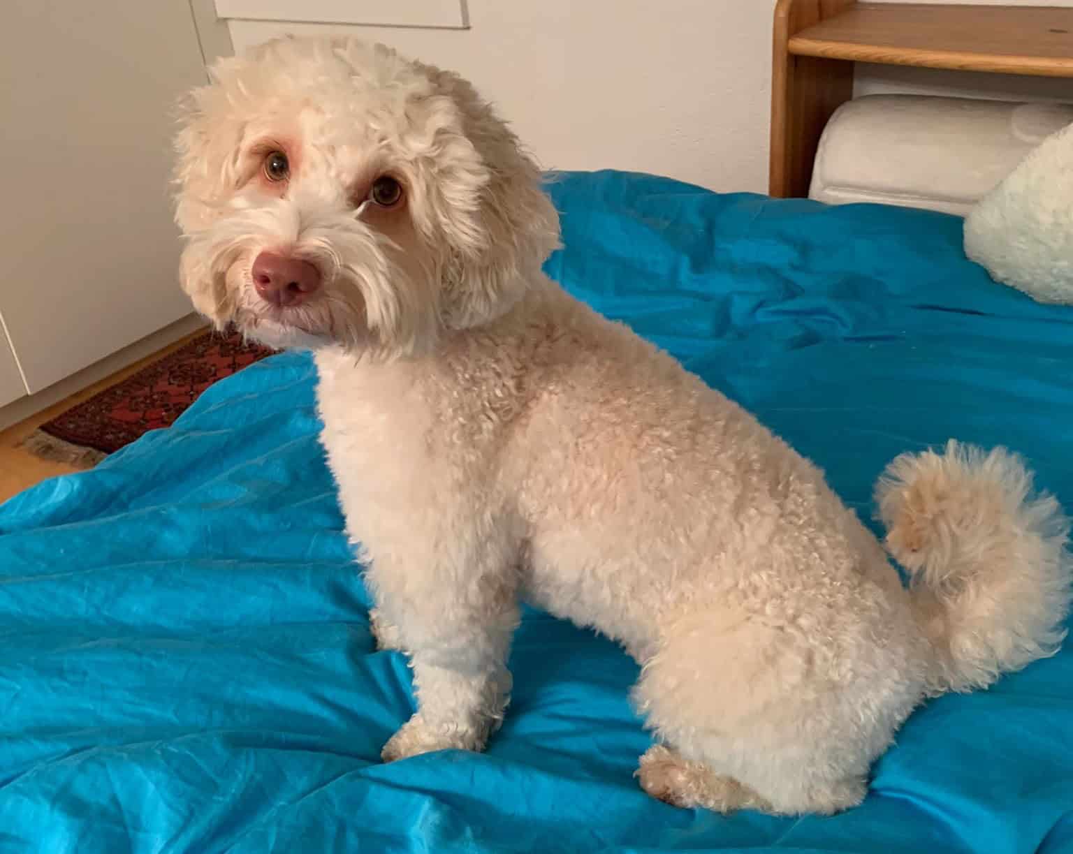 Hunde im Bett, liebevolle Haustierpflege, Felltraum Hund, gemütliches Zuhause, Pflege und Liebe für Hunde.