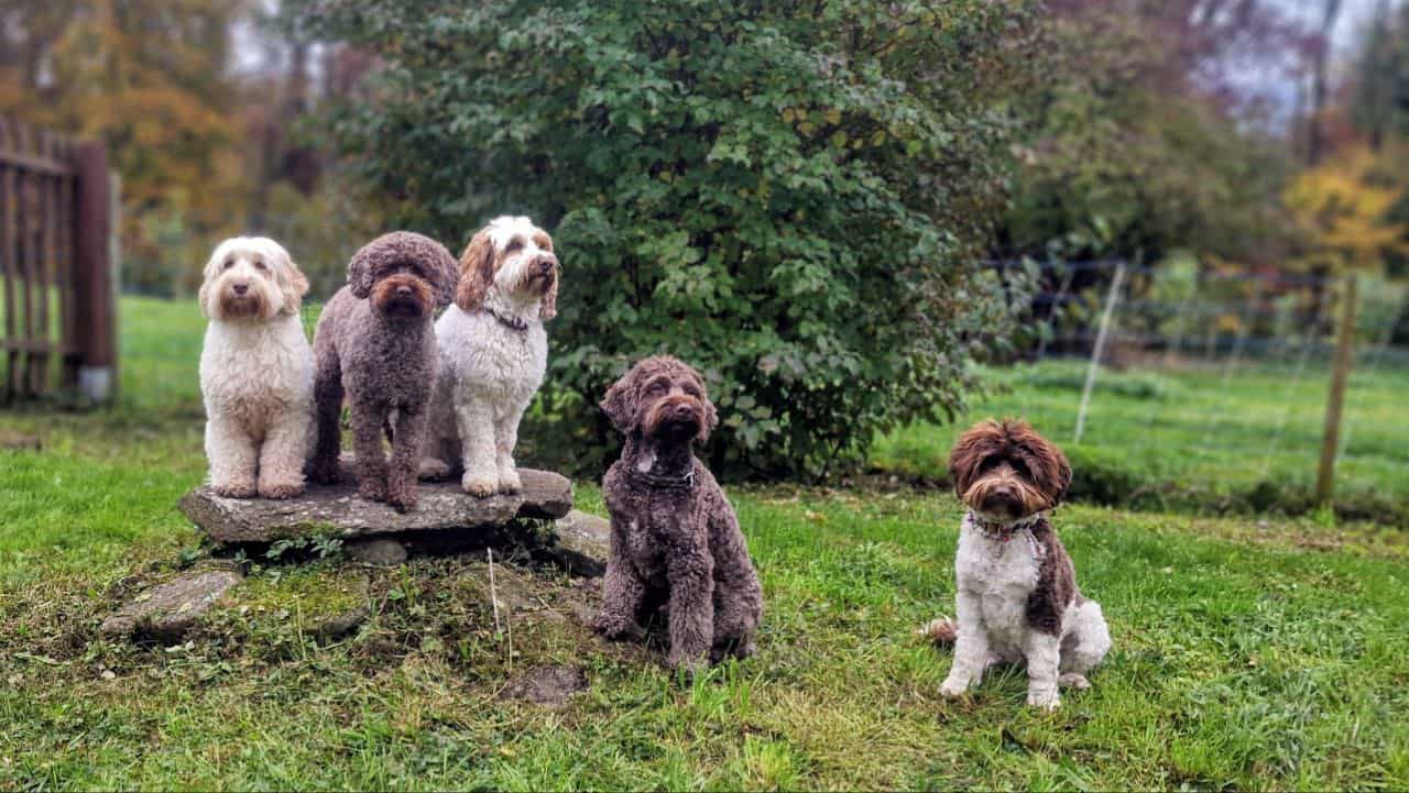 Hunde am Bäumchen im Garten, verschiedene Rassen und Farben, naturverbunden, entspannt, freundliche Begleiter, loved pets, outdoor, Tierliebe, Natur, vielseitige Hundeschönheiten, Fellträume.