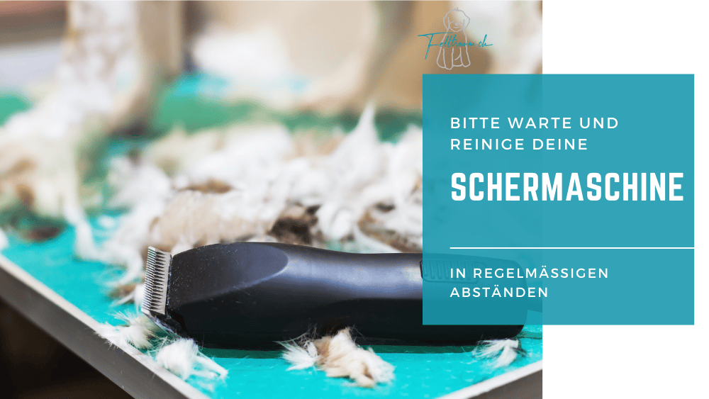 Hundefellpflege, Haustierpflege, Fellrasur bei Hunden, professionelle Hundehaarpflege, Fellpflege Tipp, Hunde fellschermaschine, regelmäßige Fellkontrolle, Fellpflege für Hunde, hygienische Hundepflege, Fellrasur Anleitung, Fellschermaschine für Hunde, Hundepflegetipps, Haustierfellpflege, Fellpflegetipps, Hundefell reinigen, Fell entfernen, Fellpflegezubehör, Hundeschermaschine, Hundepflege regelmäßig, professionelle Hundeschur, Hundepflege Tipps.