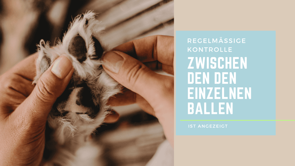 Entzückendes Kaninchen wird kontrolliert, um die Gesundheit zwischen den einzelnen Tieren zu gewährleisten. Felltraum bietet professionelle Pflege und liebevolle Betreuung für Kaninchen in der Schweiz.